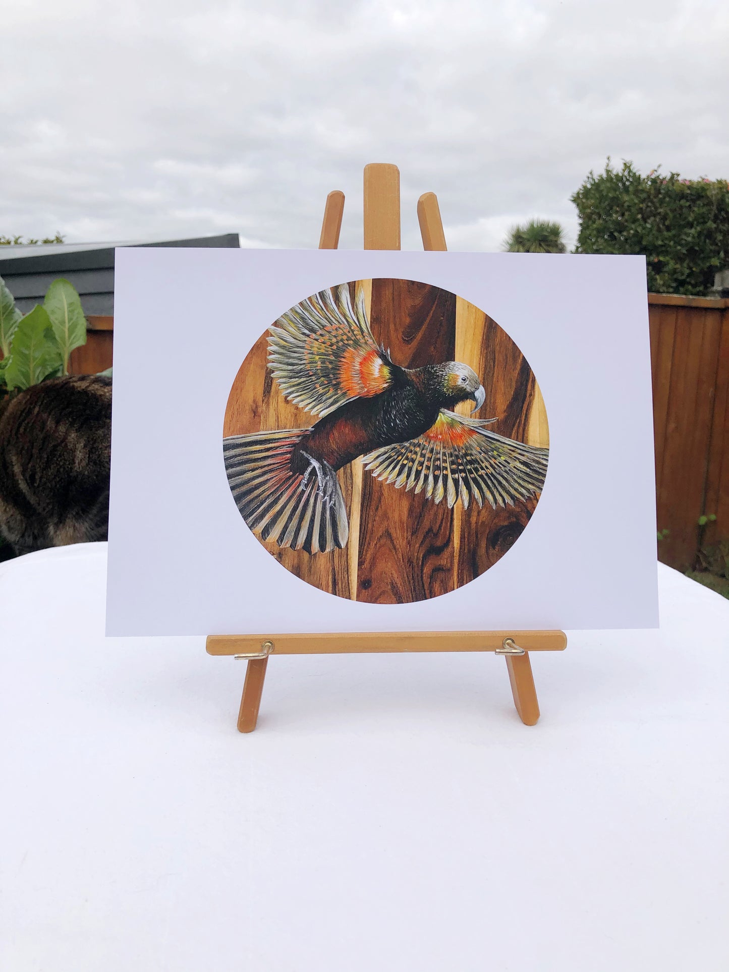 Kākā in flight - Manu o Aotearoa - Print